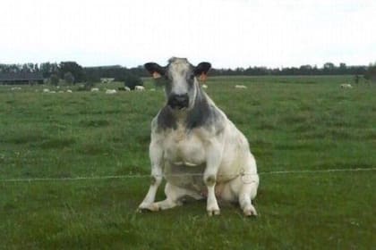 La actitud relajada del vacuno y la singular posición en la que se encontraba en la imagen se convirtió en furor entre los usuarios de las redes sociales