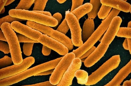 La actividad agropecuaria emplea antibióticos en grandes cantidades, lo que genera una presión evolutiva sobre las bacterias, permitiéndoles adaptarse