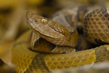 La actividad de las copperheads aumenta con las temperaturas más cálidas, especialmente durante la primavera y el verano (MOconservation)