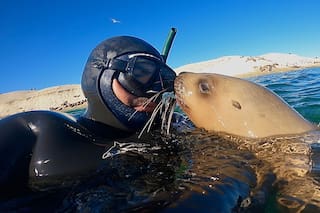 Cómo es la sorprendente experiencia de bucear con ballenas, lobos marinos y delfines
