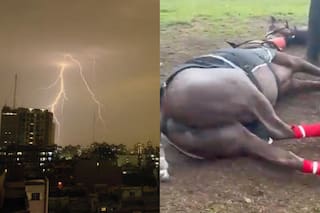 Por qué los caballos son tan vulnerables a las descargas eléctricas y qué les pasó a las cuatro yeguas en San Isidro