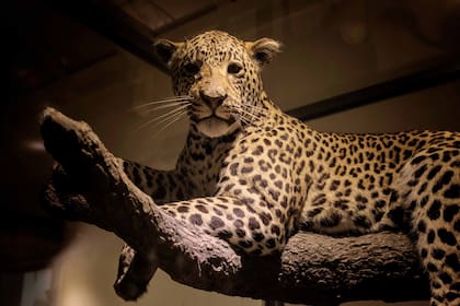 La actividad es incesante e intensa. Mamíferos, reptiles, todas las especies tienen un grupo investigador asignado.