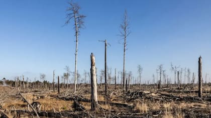 La actividad humana ha modificado visiblemente a nuestro planeta