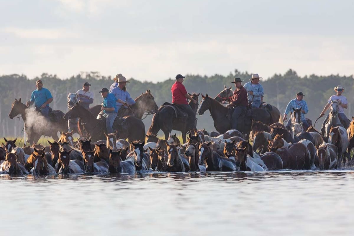 La actividad tiene como principales protagonistas a los ponis, que son arreados cuando la marea está baja