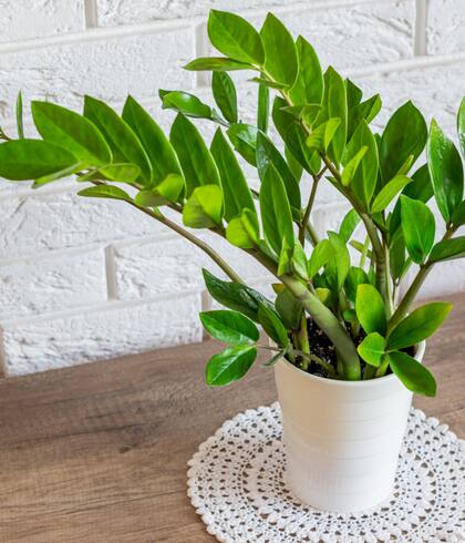La acumulación de polvo en las hojas impide que las plantas absorban la luz