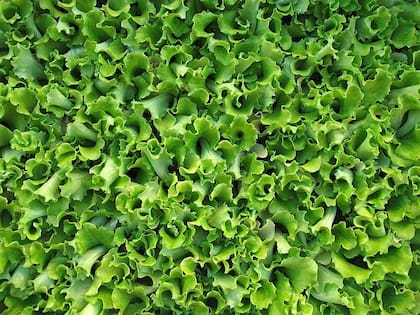 La Administración de Alimentos y Medicamentos de Estados Unidos (FDA) recuerda que los vegetales frescos pueden contaminarse desde su cultivo