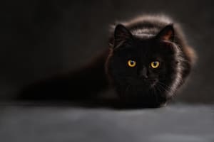 La adopción de un gato es un cambio para él, para el dueño, su familia, sus otras mascotas y todo el hogar