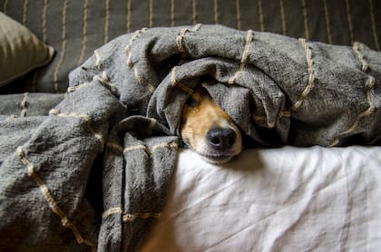 La adopción es una manera de cuidar a los perros, evitando la contracción de enfermedades peligrosas, el maltrato, la desnutrición y la explotación