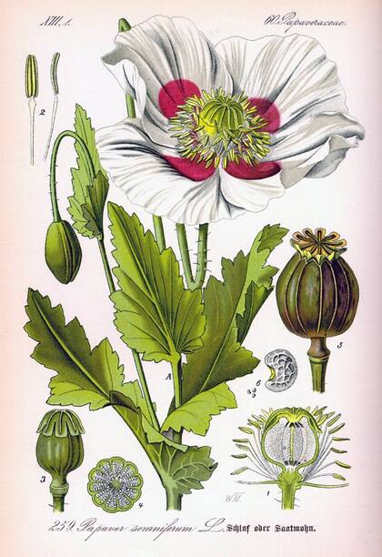 La adormidera, Papaver somniferum, sigue siendo la fuente de muchos opiáceos. Su nombre botánico en latín significa "amapola que adormece"