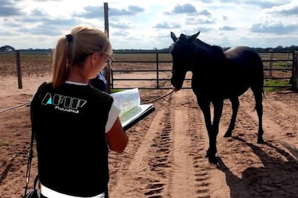 La Aduana descubrió a una empresa que había declarado importar caballos de polo en forma temporaria para una competencia