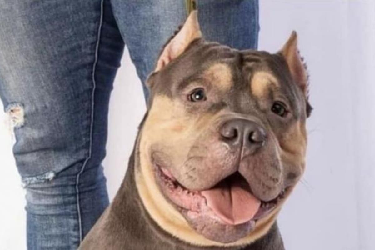 La aerolínea no permitió que Homero viajara en cabina con su dueña por políticas del vuelo