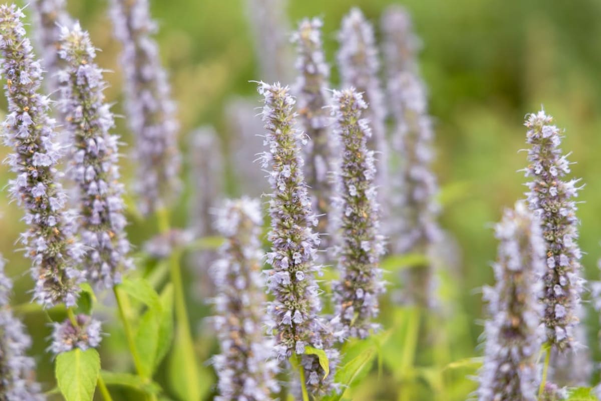 La agastache rugosa o menta coreana puede consumirse en infusiones (Foto Pexels)