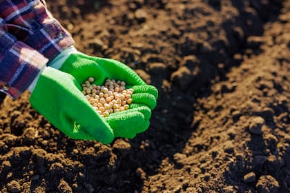 La agencia de cultivos de Brasil recorta la previsión de producción de soja para 2025/26