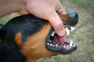 La agresividad en los perros puede suceder por una mala educación (Foto: Freepik)