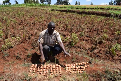 La agricultura en África, con potencial para crecer