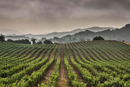 La agricultura representa el 70% del uso de agua dulce en el planeta.