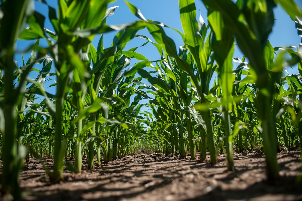 La agricultura se adapta al cambio climático