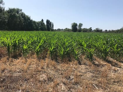 La agricultura también apuntala la producción ganadera