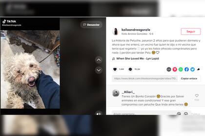 La ahora dueña de Peluche le pidió perdón por no rescatarlo antes (Captura TikTok)