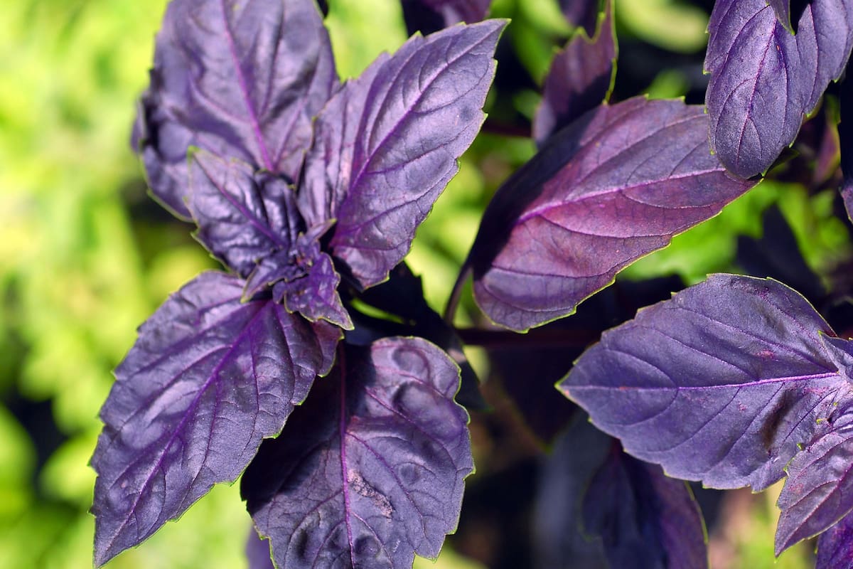 La albahaca en su versión morada (Ocimum sanctum)