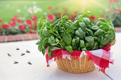 La albahaca es un gran aliado para evitar que las moscas entren a la casa