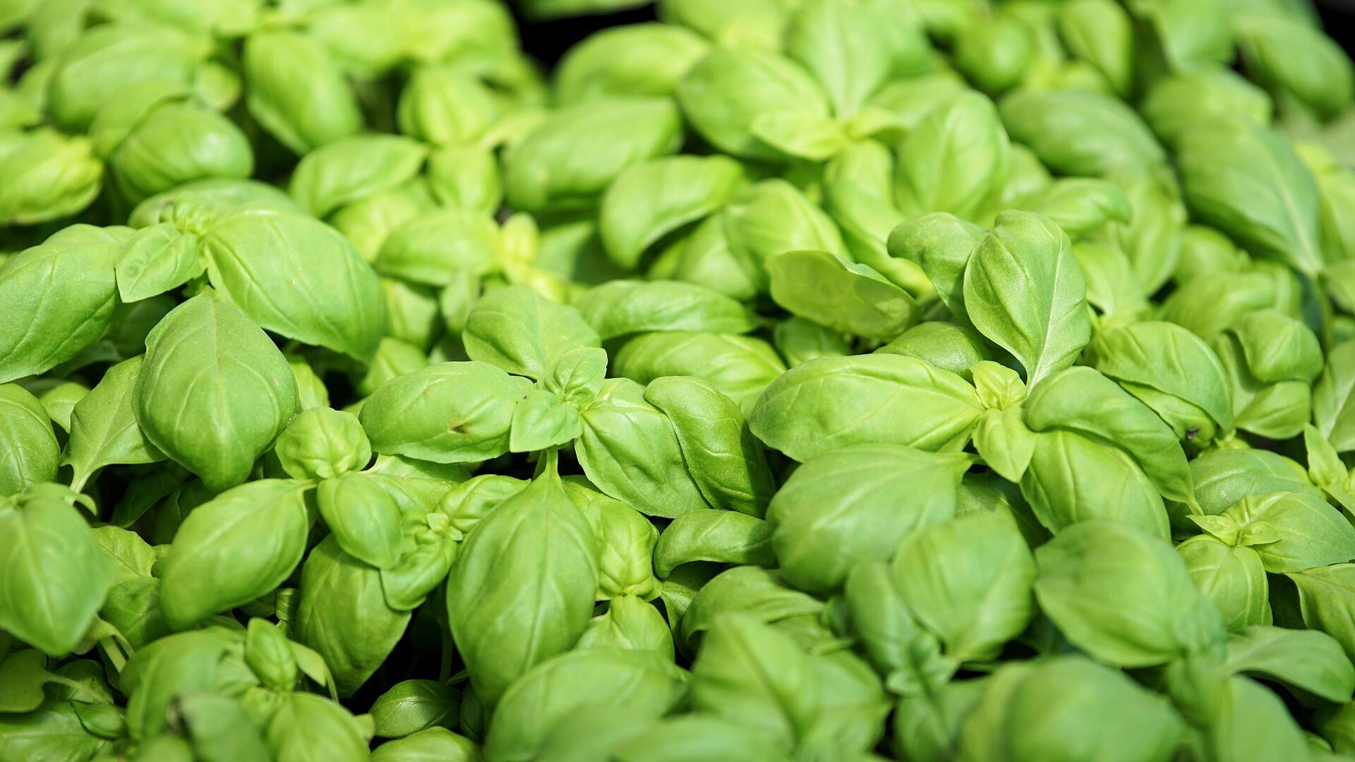 La albahaca es una herbácea anual originaria de Asia Meridional que fue introducida en Europa en el siglo XVI, donde fue apreciada como un aromatizante de la cocina mediterránea.