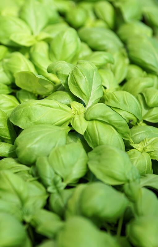 La albahaca es una herbácea anual originaria de Asia Meridional que fue introducida en Europa en el siglo XVI, donde fue apreciada como un aromatizante de la cocina mediterránea.