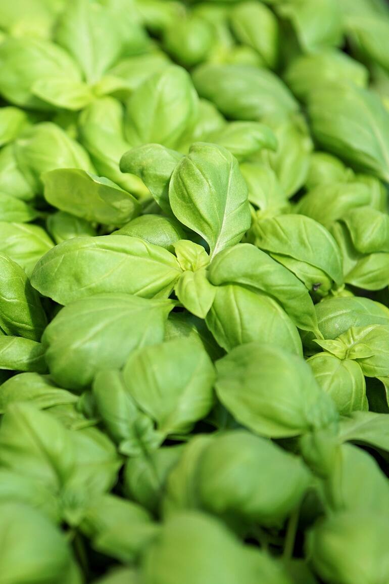 La albahaca es una herbácea anual originaria de Asia Meridional que fue introducida en Europa en el siglo XVI, donde fue apreciada como un aromatizante de la cocina mediterránea.