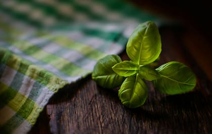 La albahaca es una hierba durante siglos, fue parte de la medicina tradicional de los hindúes y africanos