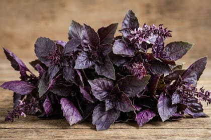 La albahaca morada es una planta ideal para repeler a los mosquitos