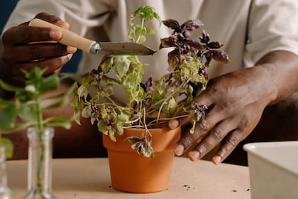 La albahaca morada requiere de cuidados muy sencillos