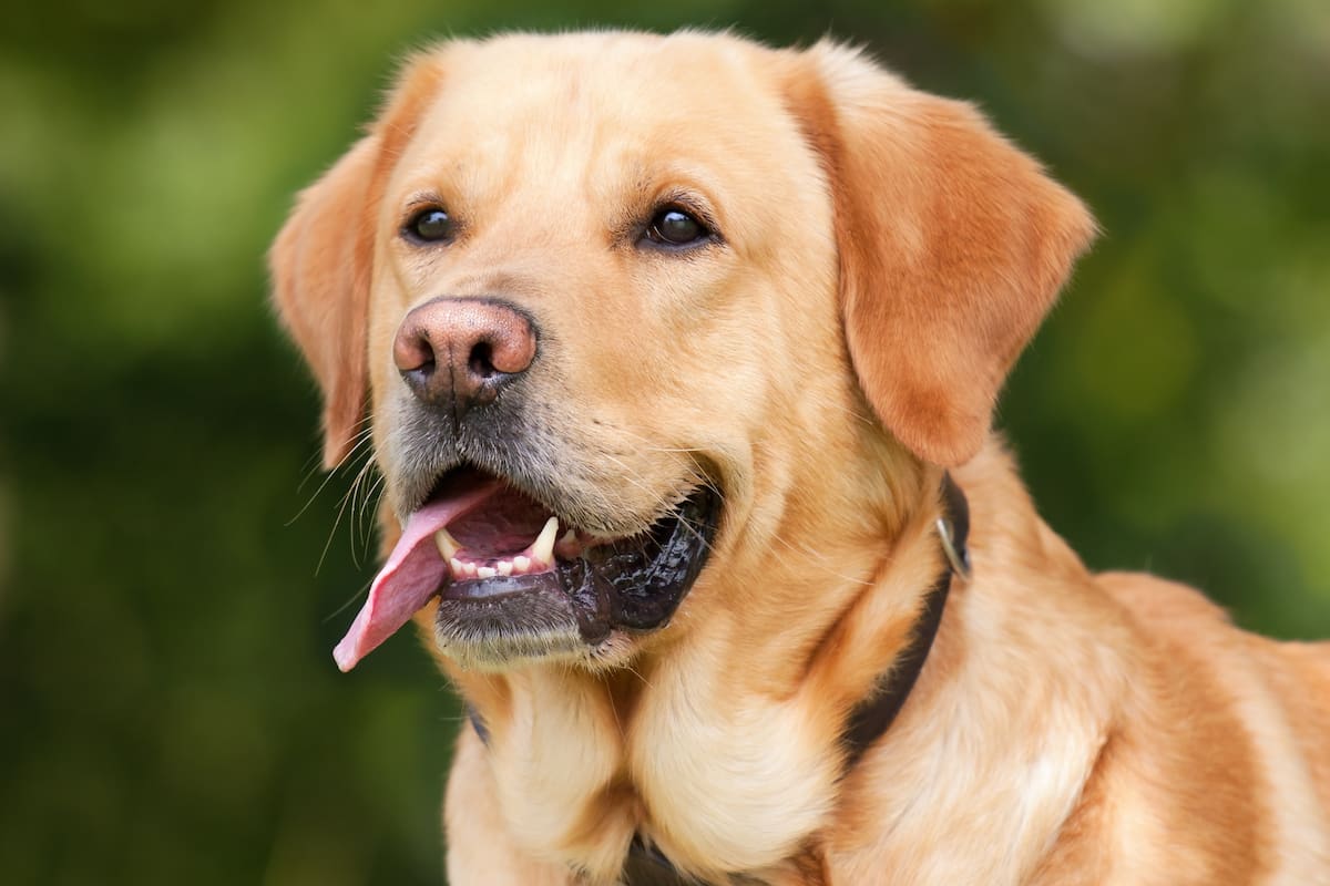 La albúmina: una proteína que afecta la salud del perro