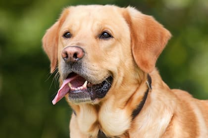 La albúmina: una proteína que afecta la salud del perro