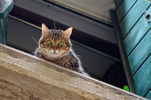 La alergia a los gatos se explica por una proteína felina llamada Fel d 1