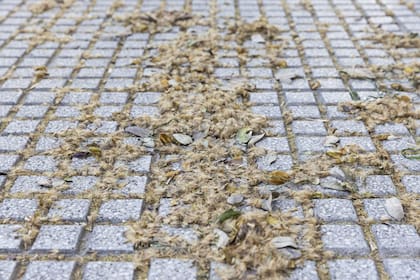 La alergia es una reacción al polen, mientras que las espículas que desprende el árbol también pueden generar irritación