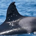 Toñi, la abuela de las orcas ibéricas, fue herida de bala y abre una investigación