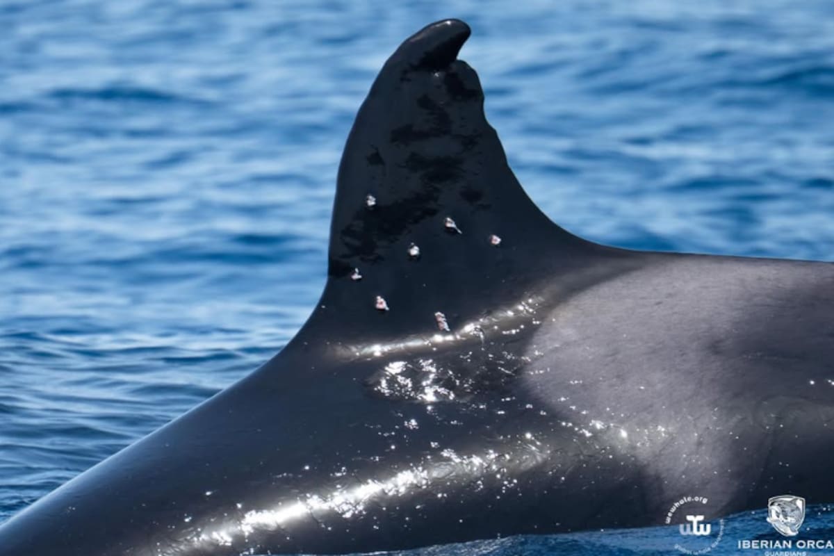 La aleta de Toñi, la orca matriarca del grupo de cetáceos conocido como Gladis, con impactos de perdigones