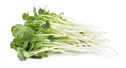La alfalfa es cultivada desde hace seis mil años (imagen ilustrativa)