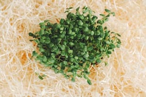 La alfalfa es fuente de calcio, potasio, fósforo, hierro y vitaminas A, C, E y K.