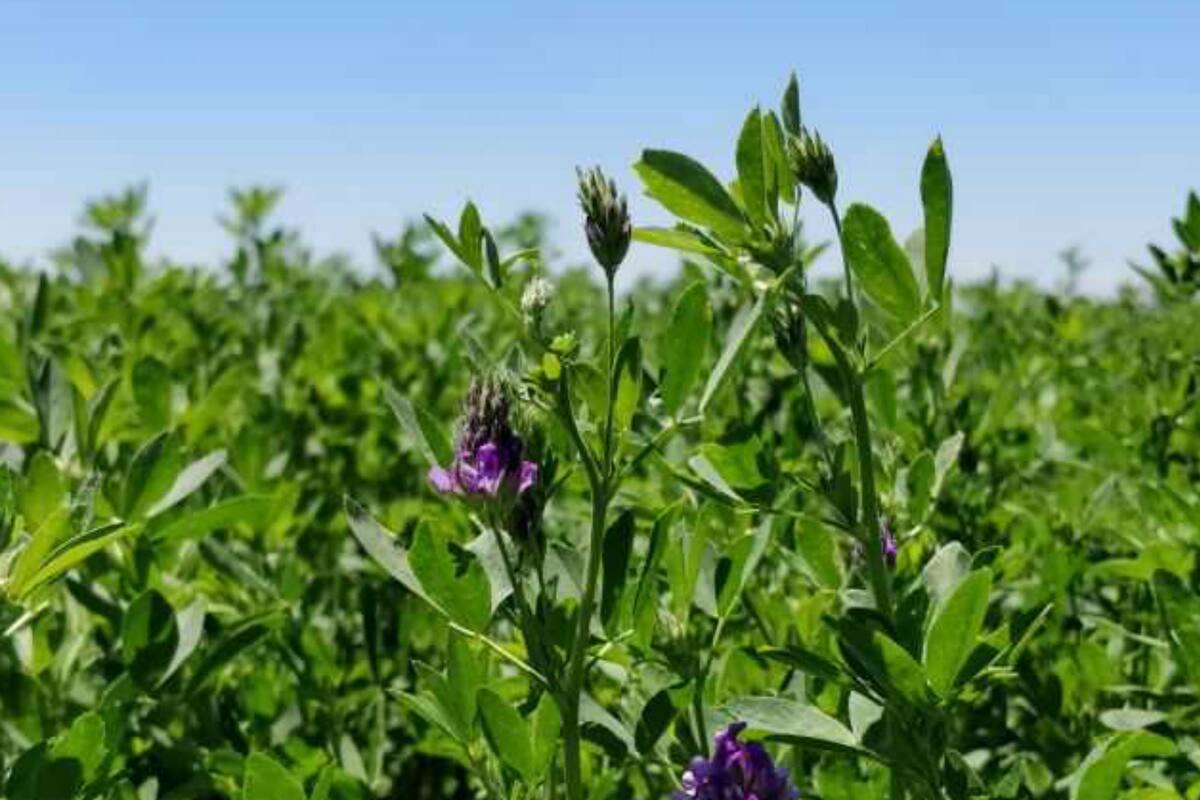 La alfalfa transgénica aprobada a Indear