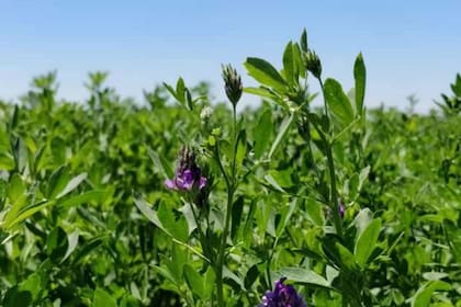 La alfalfa transgénica aprobada a Indear