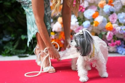 La alfombra roja canina que rinde homenaje a la Met Gala