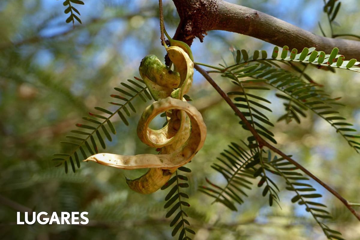 La algarroba necesita tiempo.