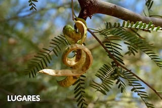El inesperado destino de la algarroba en un concurso internacional