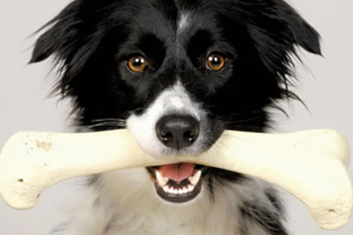 La alimentación BARF, una dieta saludable para la mascota