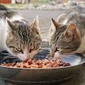 Cuánto es la cantidad ideal de comida para mi gato, según su peso y edad