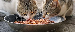 Cuánto es la cantidad ideal de comida para mi gato, según su peso y edad