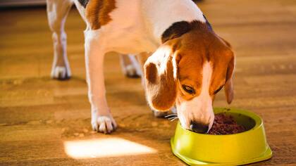 La alimentación de los perros constituye una tarea cotidiana fundamental