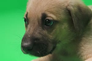 La alimentación en perros
