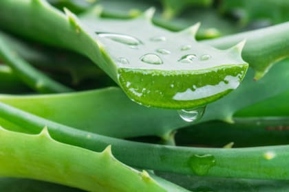 La aloe vera aporta diversos beneficios para el organismo (Foto Pexels)